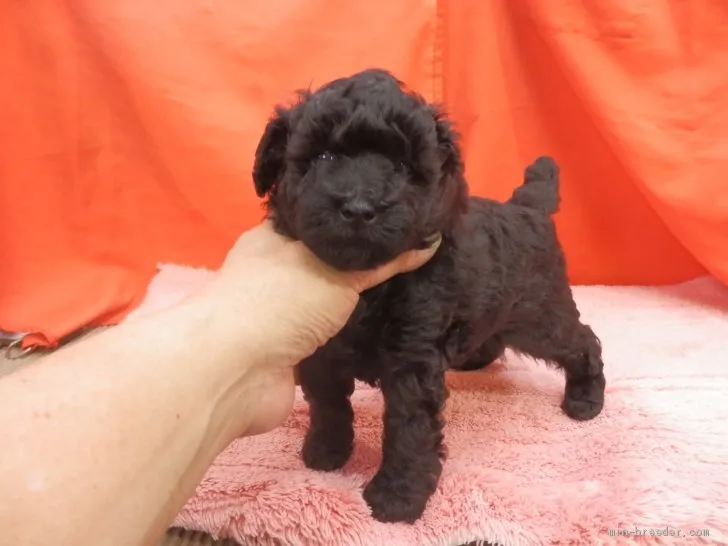 ID：2012-00875の子犬