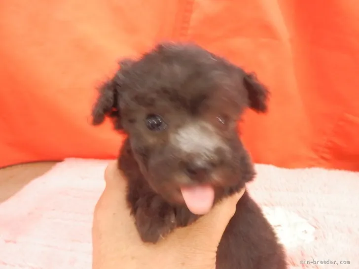 ID：2107-00631の子犬
