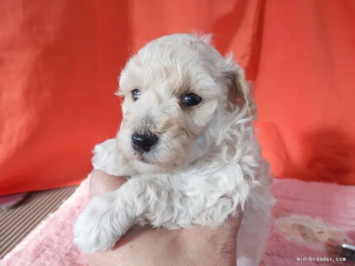 ID：2103-01467の子犬