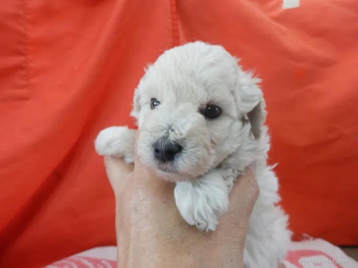 ID：2005-01917の子犬