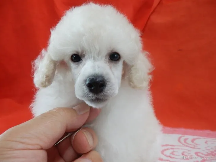 ID:1908-01600の子犬