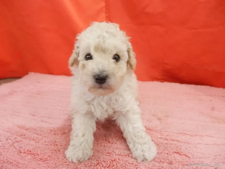 ID：2106-02281の子犬