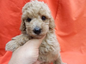 トイプードル(トイ)【栃木県・男の子・2019年6月18日・アプリコット】の写真「スクウェアなボヂィーにチャーミングな顔立ち。」