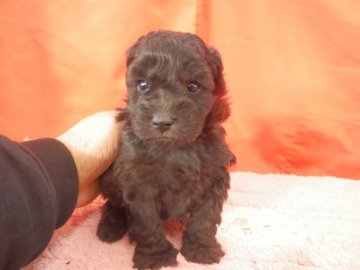 トイプードル(トイ)【栃木県・男の子・2021年2月14日・シルバー】の写真「名血統シルバーによる毛量豊富なナイスボーイ」