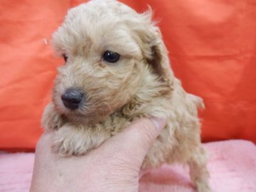 トイプードル(トイ)【栃木県・男の子・2020年11月12日・アプリコット】の写真「可愛いフェイスとスマートなスタイルのアプリ」