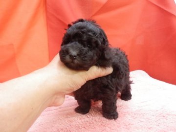 トイプードル(トイ)【栃木県・女の子・2020年11月1日・シルバー】の写真「毛量自慢のプリティーシルバーの女の子です。」