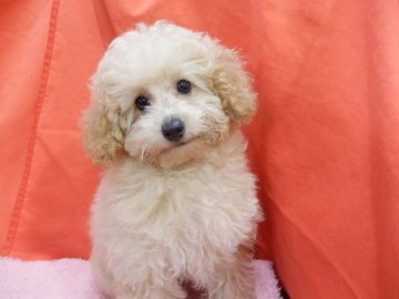 トイプードル(トイ)【栃木県・女の子・2021年2月13日・アプリコット】の写真「キュートな顔に足長スタイルのキュートな女の子。」