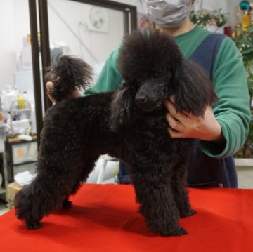 トイプードル(トイ)【栃木県・男の子・2023年5月25日・ブラック】の写真「本年生まれのブラックはイケメンぞろいですね。」