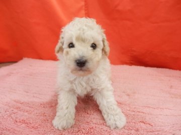 トイプードル(トイ)【栃木県・男の子・2021年5月16日・ホワイト】の写真「名血統の組み合わせによる毛量豊富なナイスボーイ」