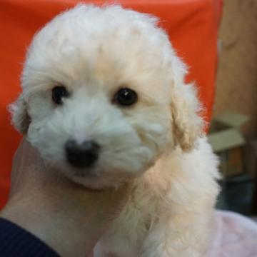 トイプードル(トイ)【栃木県・男の子・2022年10月20日・ホワイト】の写真「当犬舎自慢のビビアンの直仔です。」