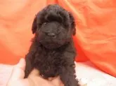 トイプードル(トイ)【栃木県・女の子・2020年11月4日・ブラック】の写真2