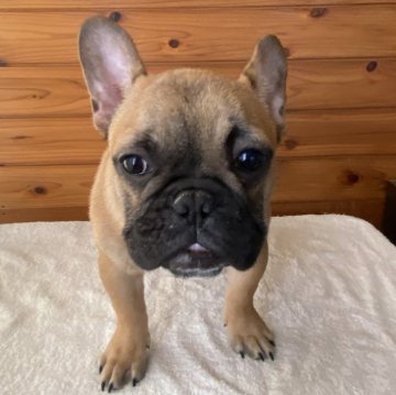 フレンチブルドッグ【富山県・男の子・2024年9月25日・フォーン】の写真「とてもお利口さんの甘えん坊です」