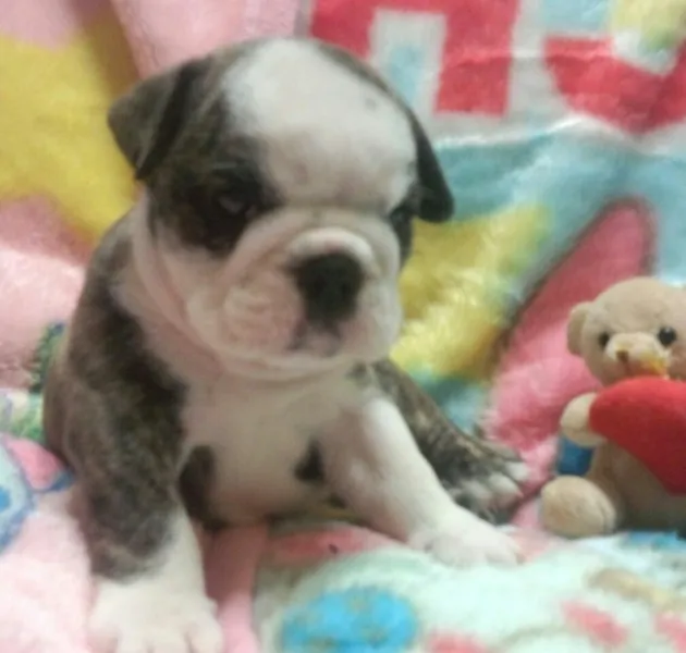 ID：1306-00778の子犬