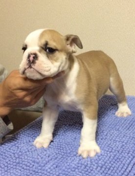 ブルドッグ【富山県・男の子・2014年10月23日・フォーン&ホワイト】の写真「構成の良い男の子」
