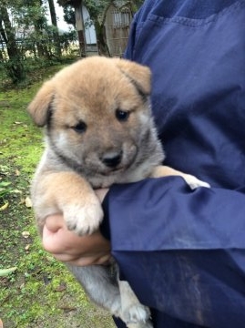 柴犬(標準サイズ)【富山県・女の子・2016年10月1日・赤】の写真「」