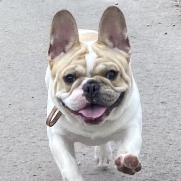 フレンチブルドッグ【富山県・男の子・2023年11月29日・ハニーパイド】の写真「すごく良い顔立ちです」