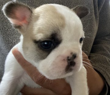 フレンチブルドッグ【富山県・女の子・2020年11月14日・ハニーパイド】の写真「ハニーパイドの女の子❗️
理想的な配色です。」