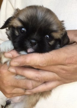 ペキニーズ【富山県・女の子・2016年4月7日・フォーン】の写真「コロコロ、ムチムチ、可愛い女の子」