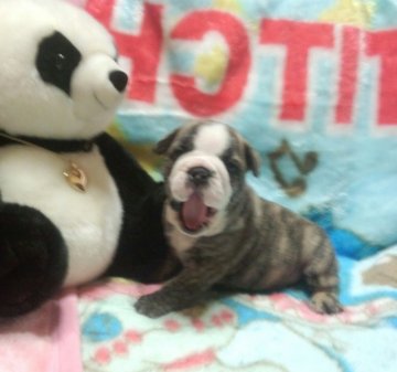 ブルドッグ【富山県・男の子・2013年5月14日・ブリンドル】の写真「」