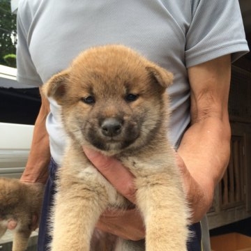 柴犬(標準サイズ)【富山県・男の子・2016年6月6日・赤】の写真「」