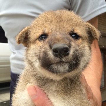 柴犬(標準サイズ)【富山県・男の子・2016年6月6日・赤】の写真「」