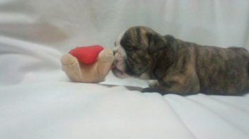 ブルドッグ【富山県・男の子・2013年5月14日・ブリンドル】の写真「頭部が大きく重量感ある男の子た」