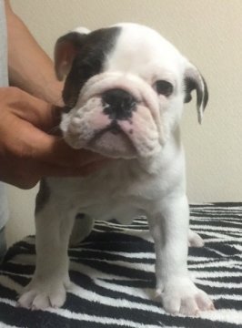 ブルドッグ【富山県・男の子・2015年4月22日・ブリンドル&ホワイト】の写真「」