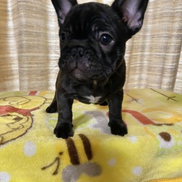フレンチブルドッグ【富山県・女の子・2022年11月9日・ブリンドル】の写真「目がクリクリ、可愛いお顔です」