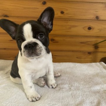 フレンチブルドッグ【富山県・女の子・2023年11月29日・パイド】の写真「ムチムチ、コロコロ、可愛い女の子」