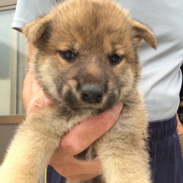柴犬(標準サイズ)【富山県・男の子・2016年6月6日・赤】の写真「」