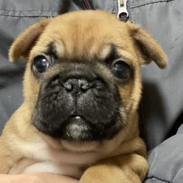 フレンチブルドッグ【富山県・男の子・2022年11月9日・フォーン(レッドフォーン)】の写真「大きなお顔と綺麗な毛色です」