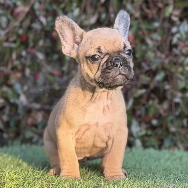 フレンチブルドッグ【大阪府・女の子・2025年9月25日・レッドフォーン】の写真1