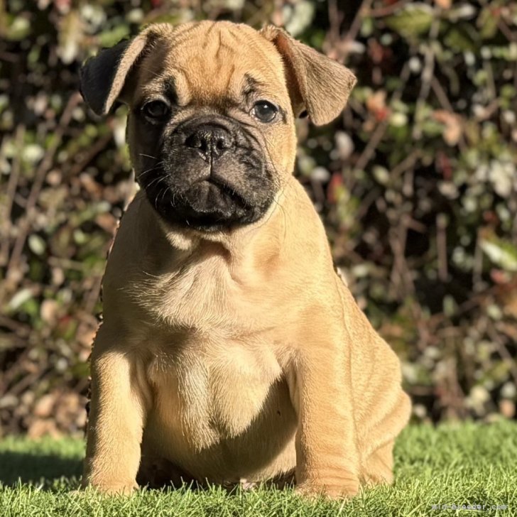 ブリーダー画像