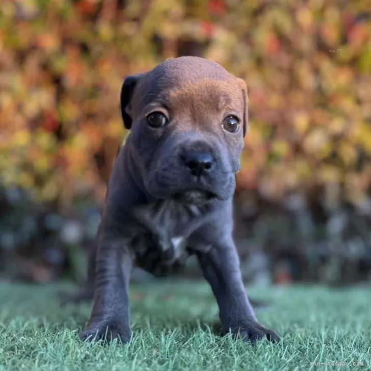 スタッフォードシャーブルテリア【大阪府・女の子・2025年10月12日・ブルー&amp;ホワイト】の写真1