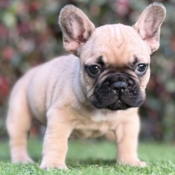 フレンチブルドッグ【大阪府・女の子・2025年9月22日・フォーン】の写真「父犬そっくりなBIG三女❣️」