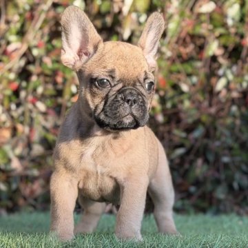 フレンチブルドッグ【大阪府・女の子・2025年9月25日・レッドフォーン】の写真「ショートボディー美人❣️骨量あり。」