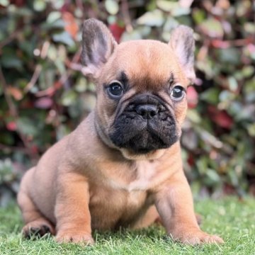 フレンチブルドッグ【大阪府・男の子・2025年9月25日・レッドフォーン】の写真「綺麗なオレンジ🧡フォーン❣️」