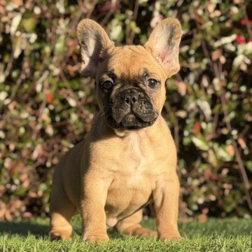 フレンチブルドッグ【大阪府・女の子・2025年9月25日・レッドフォーン】の写真「綺麗なオレンジ🧡フォーン❣️」