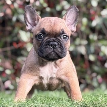 フレンチブルドッグ【大阪府・女の子・2025年9月22日・レッドフォーン】の写真「綺麗なレッドフォーンの女の子🩷おっとり長女❣️」