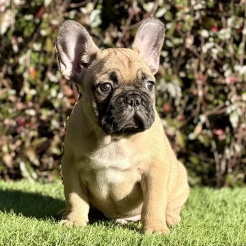 フレンチブルドッグ【大阪府・男の子・2025年9月22日・フォーン】の写真「父犬そっくりなBIG長男❣️  のんびりやさん」