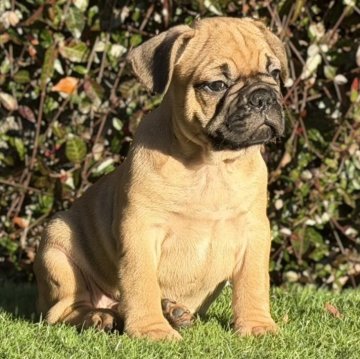 フレンチブルドッグ【大阪府・男の子・2025年9月25日・レッドフォーン】の写真「綺麗なオレンジ🧡フォーン❣️」