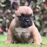 フレンチブルドッグ