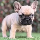 フレンチブルドッグ