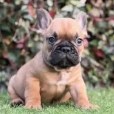 フレンチブルドッグ