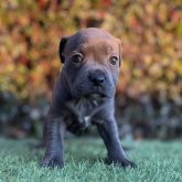 スタッフォードシャーブルテリア