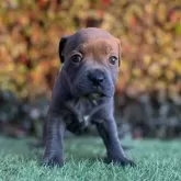 スタッフォードシャーブルテリア