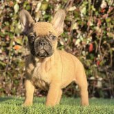 フレンチブルドッグ