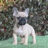 フレンチブルドッグ【大阪府・女の子・2025年9月25日・レッドフォーン】の写真3