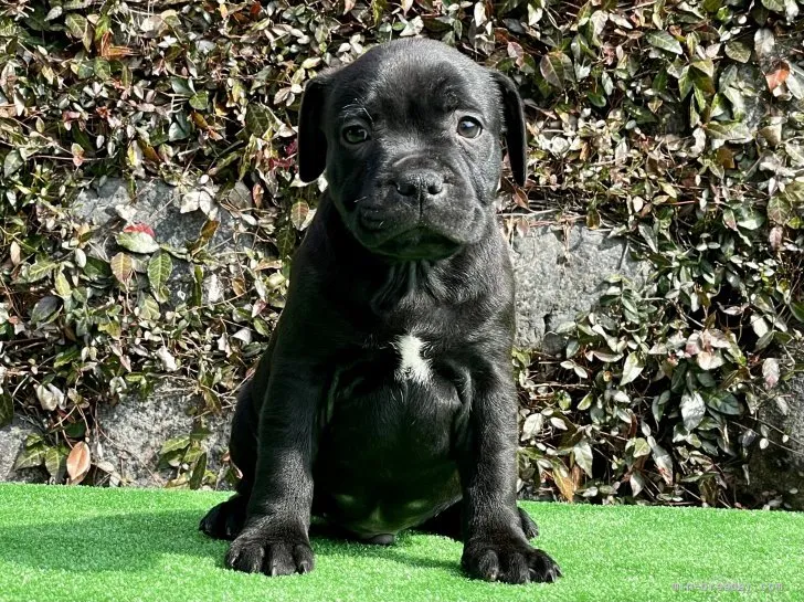 ID：2203-01810の子犬