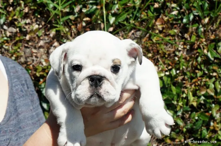 ID：1807-00378の子犬